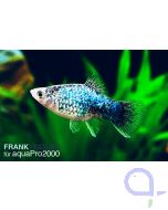 Korallenplaty Blau - Xiphophorus maculatus