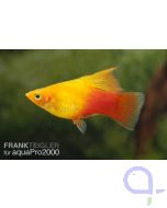 Papageienplaty Simpson - Xiphophorus variatus