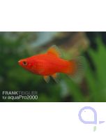 Korallenplaty Rot - Xiphophorus maculatus