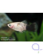 Panda Platy - Xiphophorus maculatus