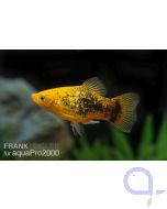 Platy Gold-Tuxedo - Xiphophorus maculatus