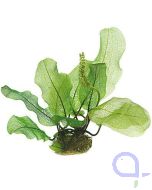 Aponogeton madagascariensis - Madagaskar-Gitterblattpflanze