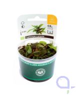 Cryptocoryne x purpurea - Purpurwasserkelch - In Vitro