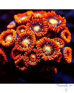 Zoanthus - Tequila Sunrise -Filtershot