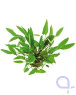 Cryptocoryne affinis - Härtels Wasserkelch Topfpflanze