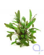 Cryptocoryne beckettii - Becketts Wasserkelch - Topfpflanze