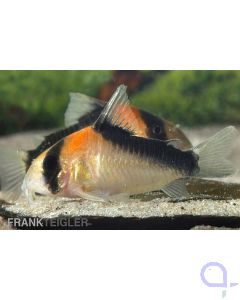 Orangefleck Panzerwels - Kupferfleck-Panzerwels - Corydoras duplicareus