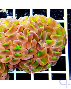 Euphyllia ancora Toxic Orange