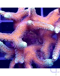 Seriatopora guttatus - Ableger #30-80