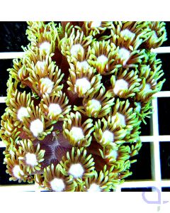 Goniopora - Frag - Ableger