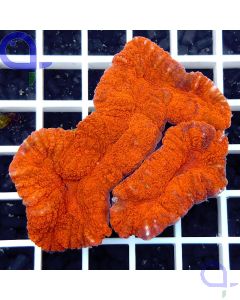 Lobophyllia hemprichii - Rot