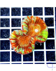 Trachyphyllia Rainbow Multicolor