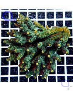 Acropora millepora 