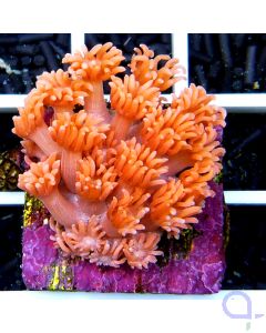 Goniopora sp. Orange Frag