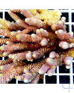 Acropora millepora Rainbow Rosa