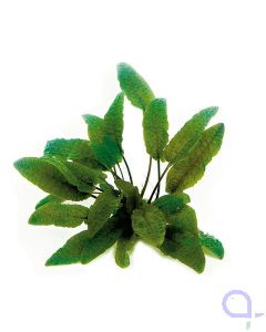 Cryptocoryne wendtii brown - Brauner Wasserkelch