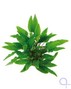 Cryptocoryne wendtii - Grüner Wasserkelch - Topfpflanze