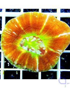 Scolymia australis UFO