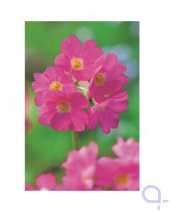 Primula rosea - Himalajaprimel - 9x9cm