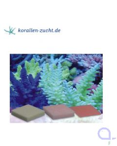 Korallenzucht Automatic Elements Kaliumjodid Fluor Konz. 10 Stck