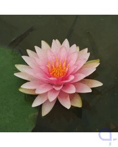 Seerose rosa - Nymphaea Witfron Gonnere