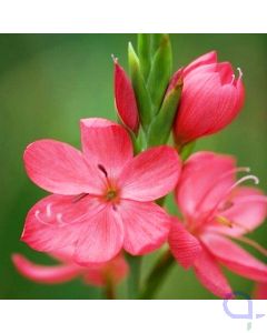 Schizostylis coccinea - Sumpfgladiole