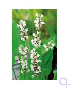 Pontederia cordata Alba - Hechtkraut weiß - XL 18x18cm