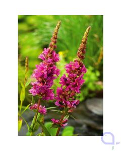 Lythrum salicaria - Blutweiderich