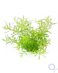 Dennerle Aquarienpflanze Ludwigia arcuata In-Vitro