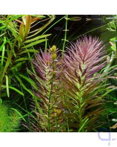 Limnophila aromatica - Aromatischer Sumpffreund im Aquarium