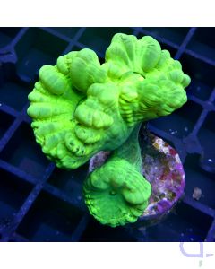 Caulastrea curvata - Neon-Grün ULTRA - Ableger #35-80