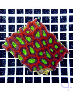 Favites complanata - Rot Grün