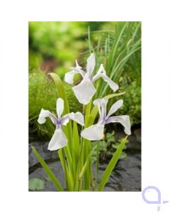 Wasserschwertlilie - Iris laevigata Snowdrift