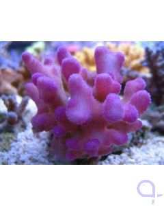 Korallenzucht Strontium Komplex Konzentrat 1000 ml