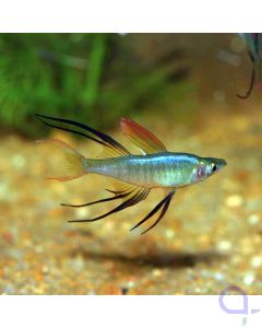 Filigran Regenbogenfisch - Iriatherina werneri - Prachtregenbogenfisch