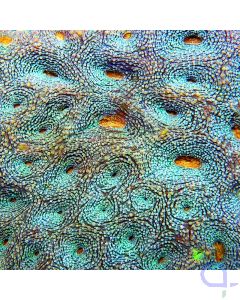 Acanthastrea echinata Blau