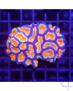 Acanthastrea lordhowensis - Orange Blau Ultra #912