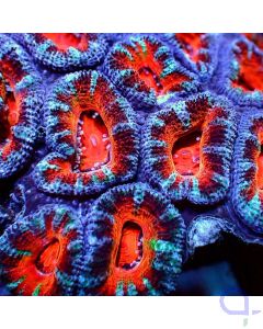 Acanthastrea -  Premium Blue Red #R81