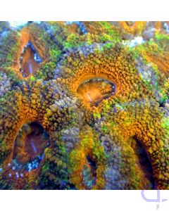 Acanthastrea lordhowensis "Ultra Rainbow" #51