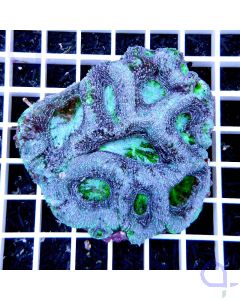 Acanthastrea bowerbanki "Green Ice" Ultra