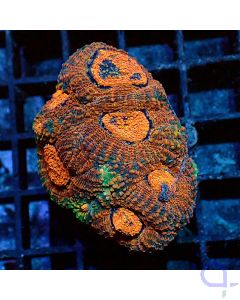 Acanthastrea echinata - Premium Orange 