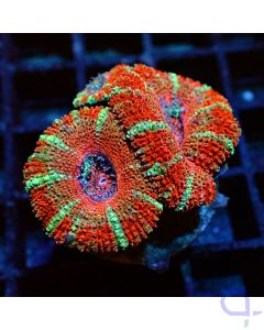 Acanthastrea - Rot Premium