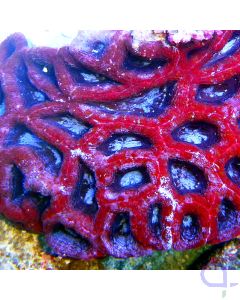 Acanthastrea bowerbanki "Rot-Blau Premium" XXL #20