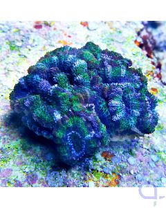 Acanthastrea lordhowensis Grün #57
