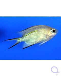 Acanthochromis polyacanthus - Schwalbenschwanz-Riffbarsch