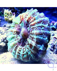Acanthophyllia deshayesiana #58