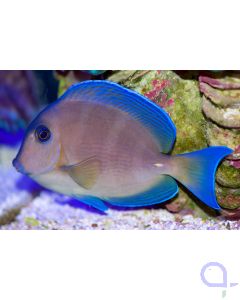 Acanthurus coeruleus - Blauer Doktorfisch