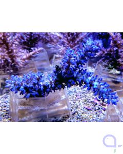 Acropora echinata - Ice Fire