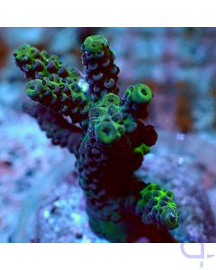Acorpora -Special Color - Ansicht