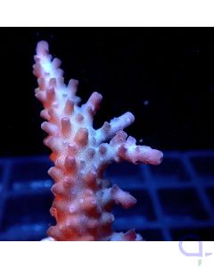 Acropora sp. - Violett #16